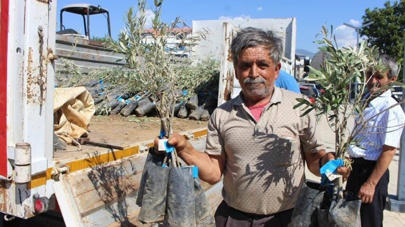 BÜYÜKŞEHİR’DEN ÜRETİCİYE ZEYTİN FİDANI DESTEĞİ